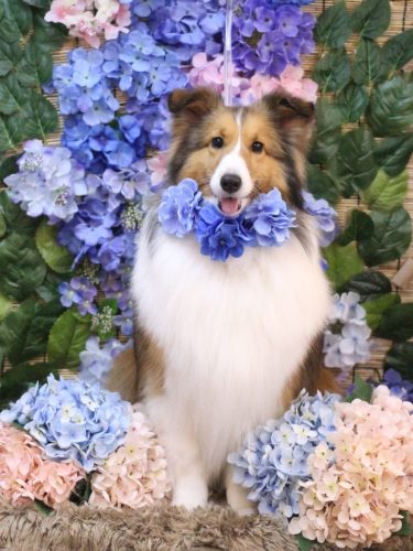 20250622ティーラちゃん